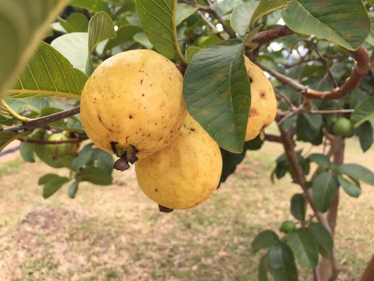 Pousada Água Limpa Virgínia Esterno foto